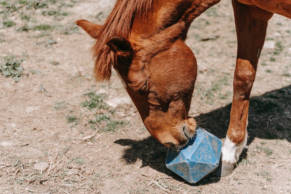 Wie lang dauert es, ein Pferd 1 kg Heu fressen zu lassen?