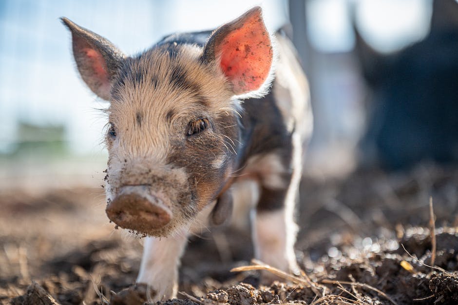 Schweinebraten 1 kg - Wie lange braucht es, um zuzubereiten?