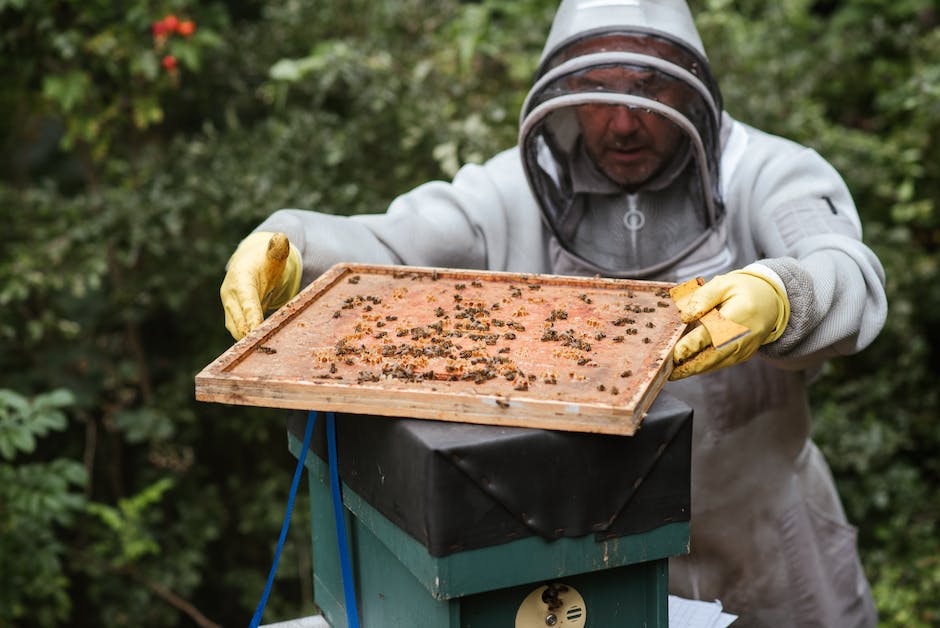  Wie viele Bienen benötigt man zur Produktion von 1 kg Honig?