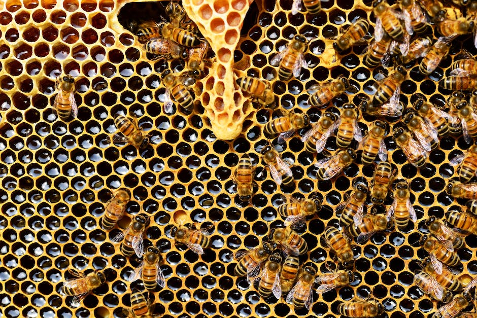  Wie viele Blüten werden benötigt, um 1 kg Honig zu erzeugen?