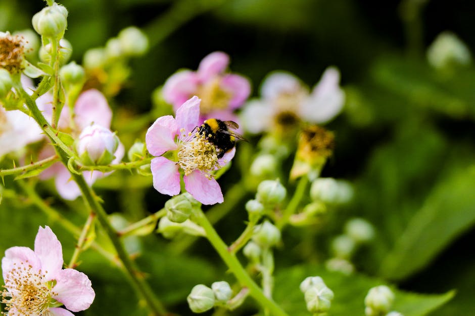  Bienen besuchen Tausende Blüten für 1kg Honig