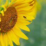 Bienen besuchen Millionen Blüten um 1 kg Honig zu sammeln