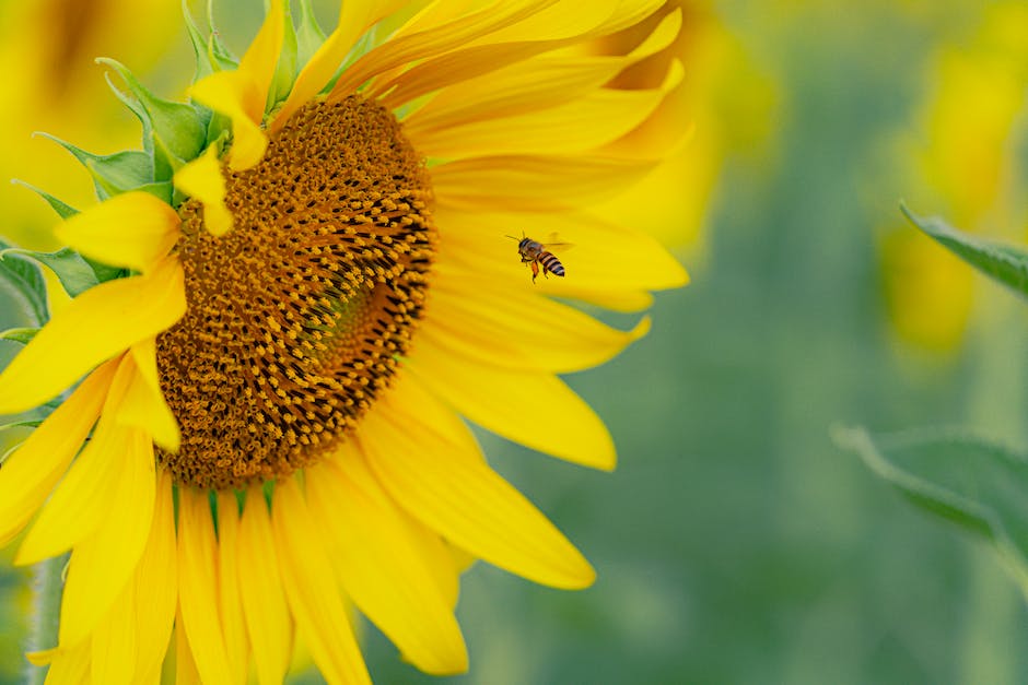 Bienen besuchen Millionen Blüten um 1 kg Honig zu sammeln