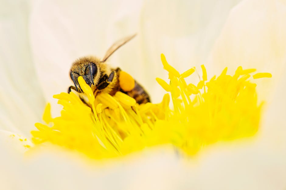  Biene fliegt weit zu 1kg Honig sammeln
